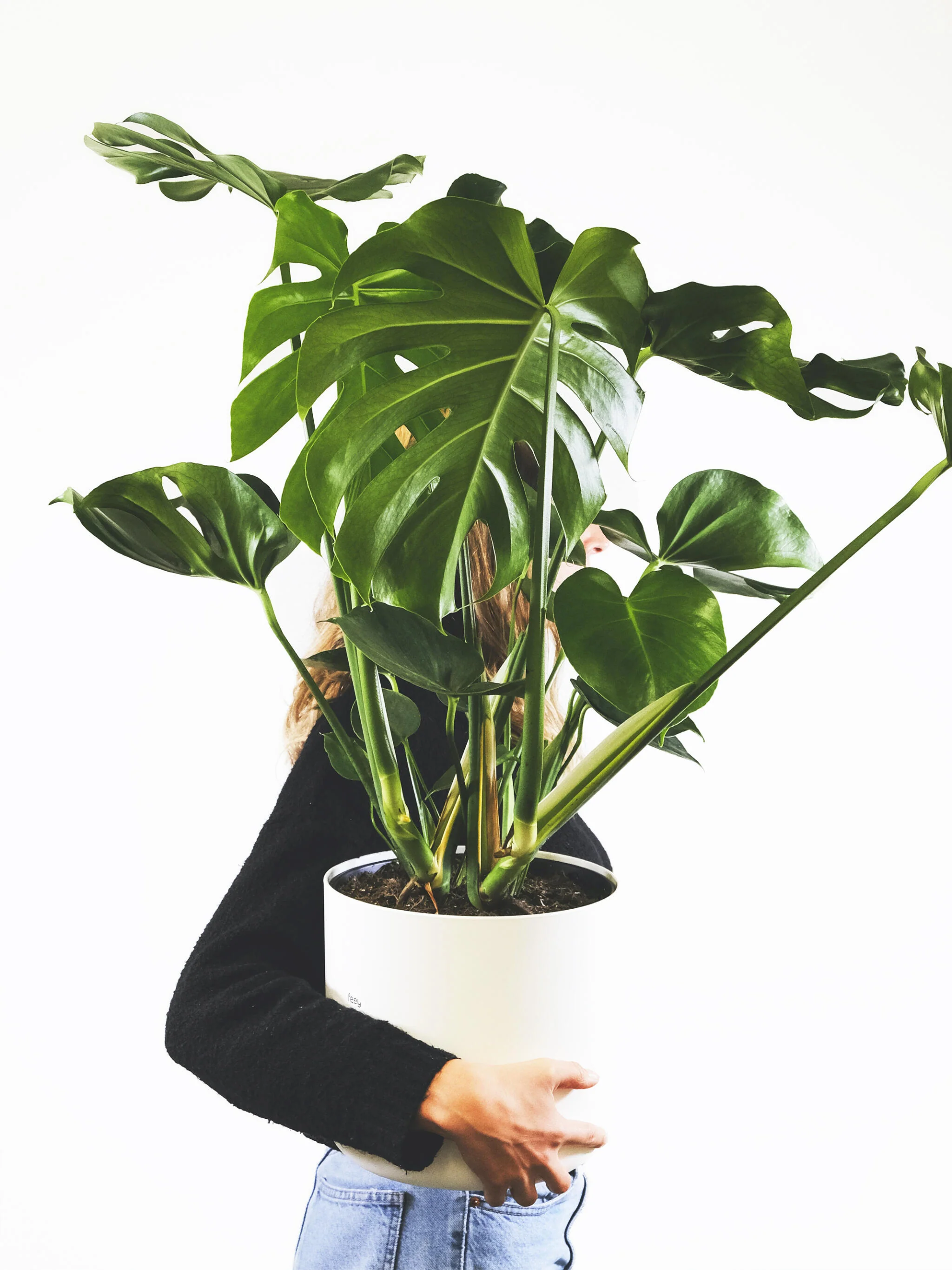 Monstera Deliciosa | Altura 70cm - Maceta 17cm - Image 4