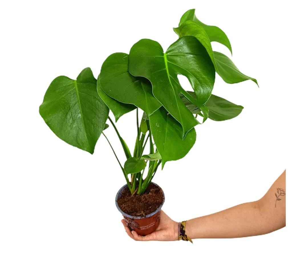 Monstera Deliciosa M14 45cm (costilla De Adán)