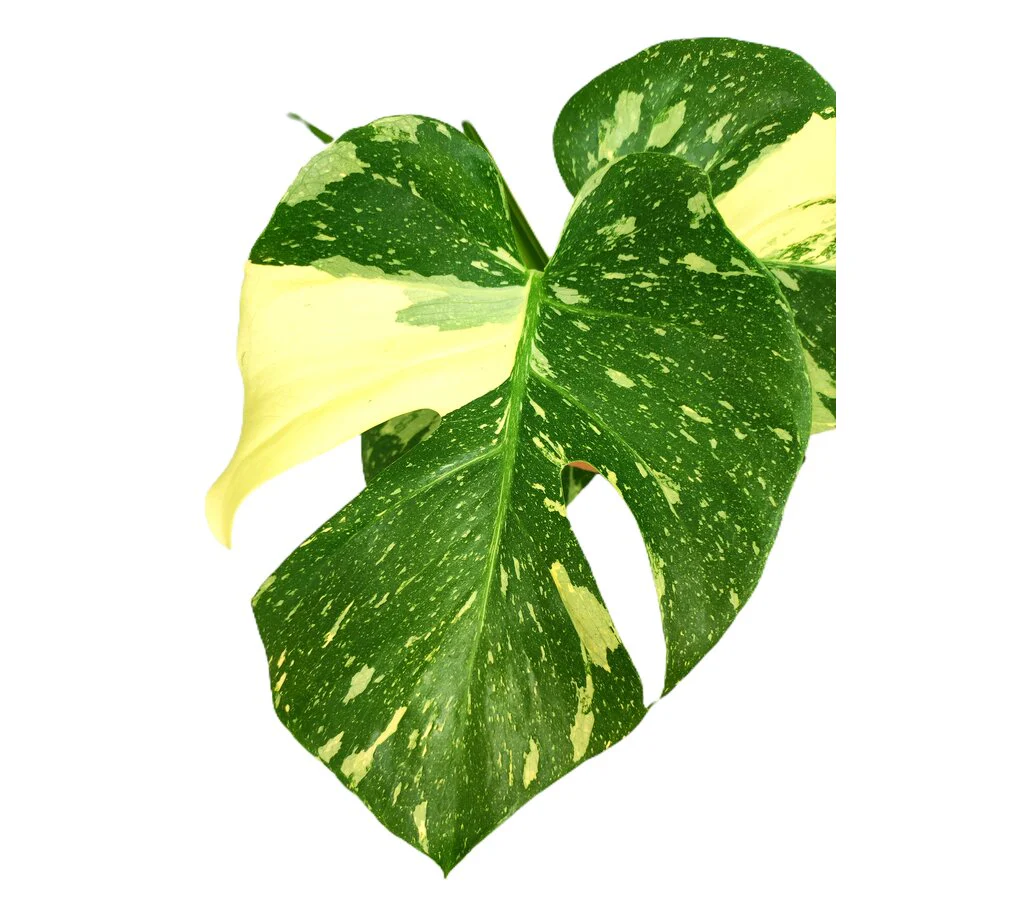Monstera Thai Constelation M17 50cm - Image 3