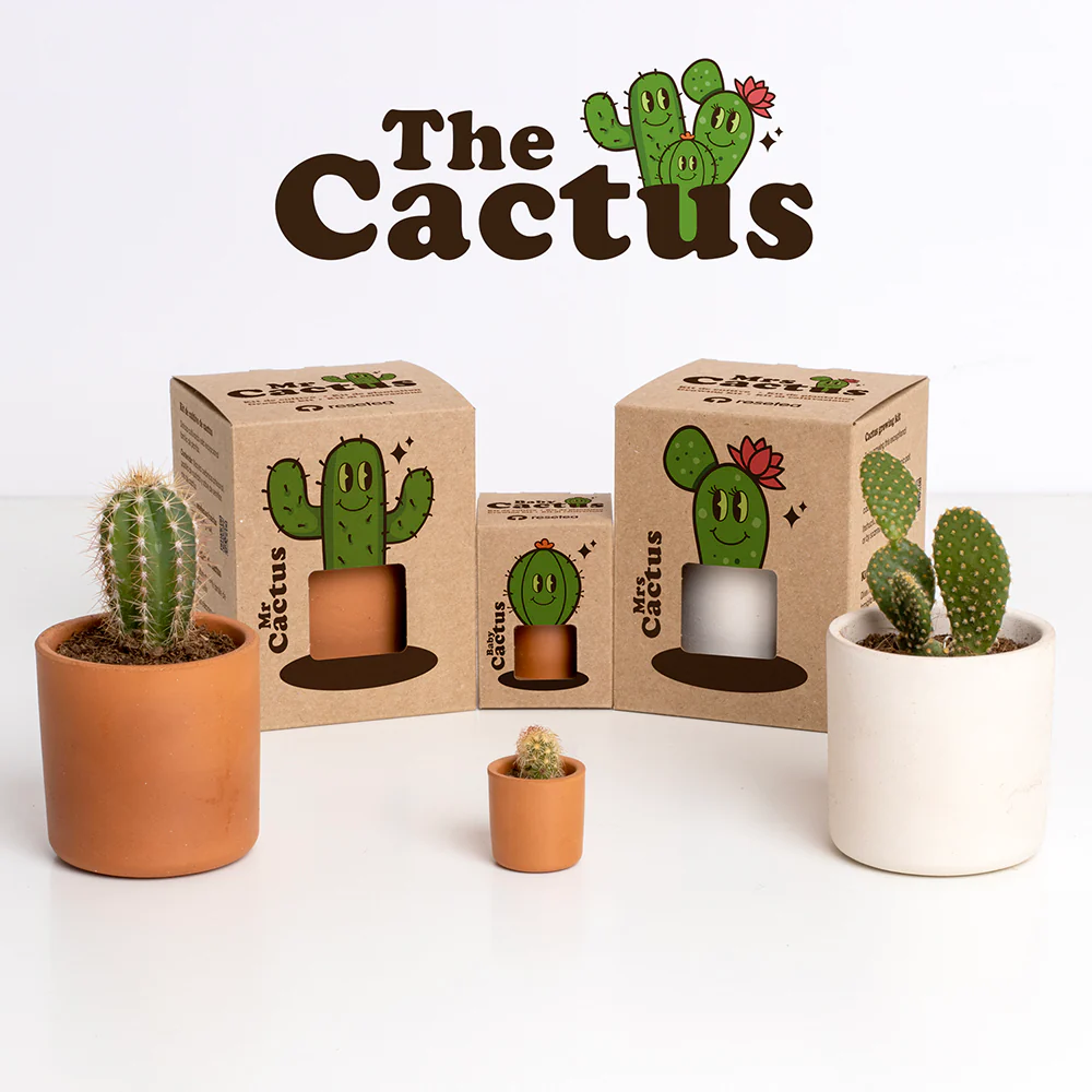 Mr. Cactus | Kit De Cultivo De Cactus Con Maceta De Barro Artesanal - Image 4