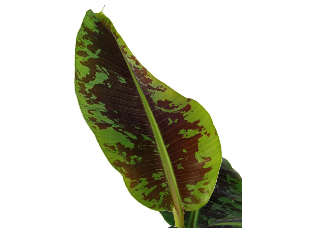 Musa Platanera Canaria M21 40cm (dwarf Cavendisch) - Image 2