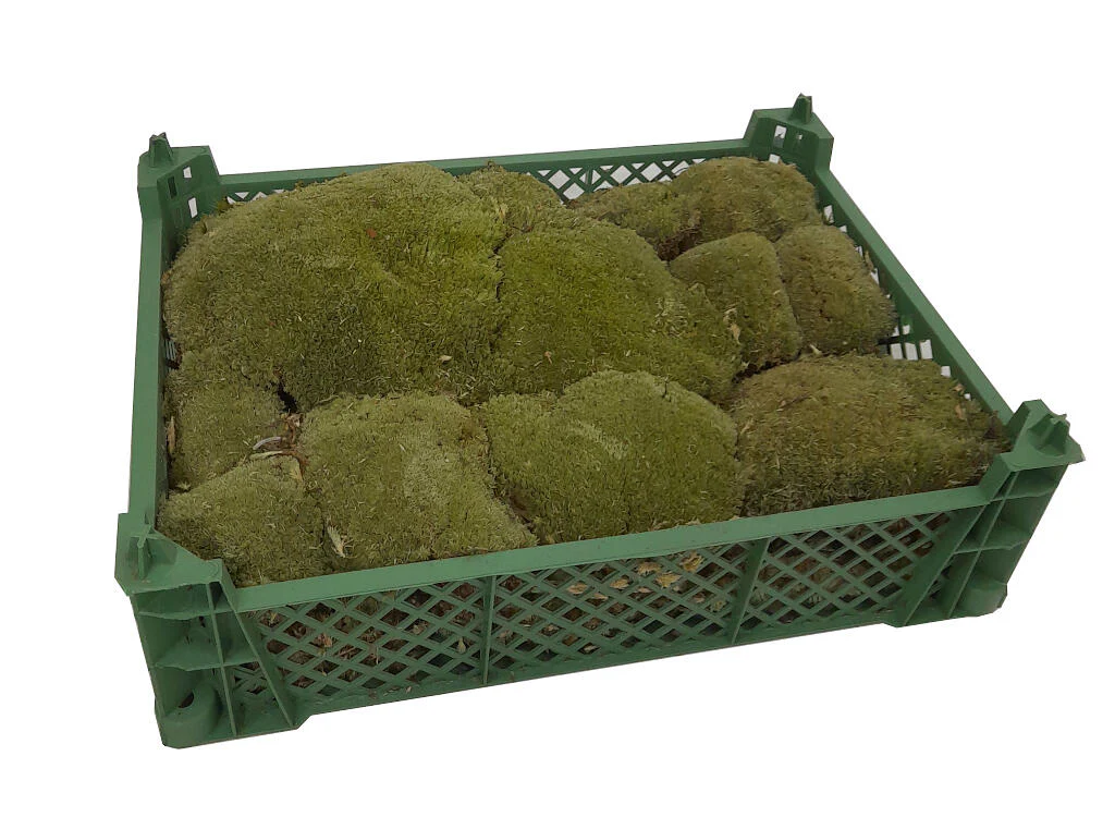 Musgo Bolmos (1 Caja 40x30cm)