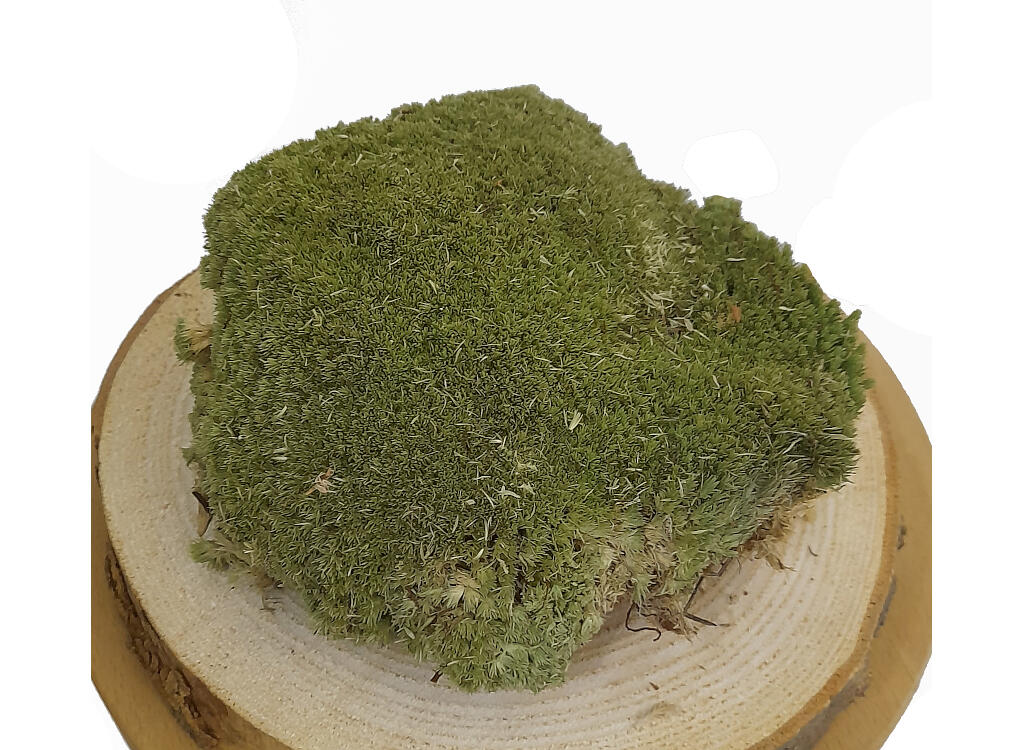 Musgo Bolmos (1 Caja 40x30cm) - Image 2