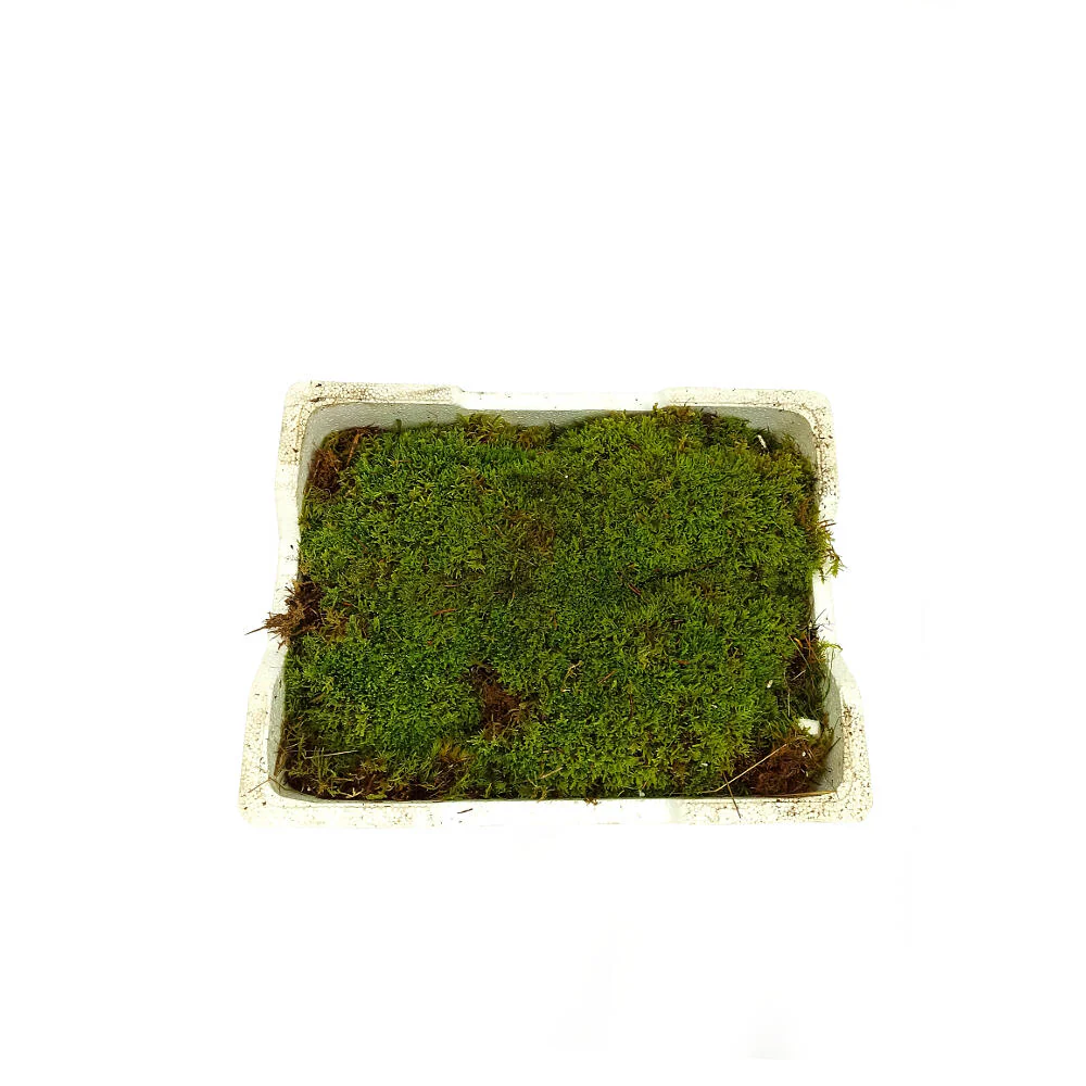 Musgo Platmos - Image 3