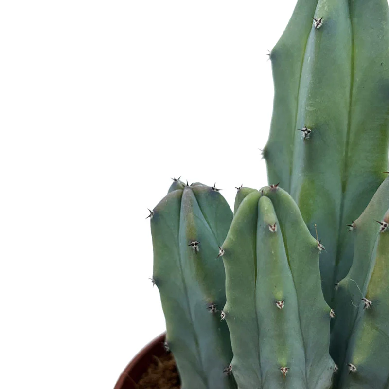 Myrtillocactus-geometrizans Cactus Y Suculentas M8,5 cm Ø - Image 3
