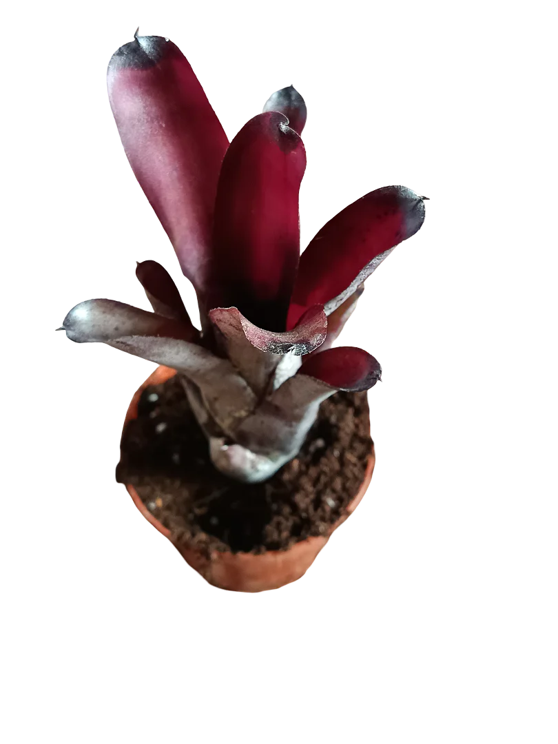 Neoregelia Sooty Planta Bromelia De Interior 10-12 Cms