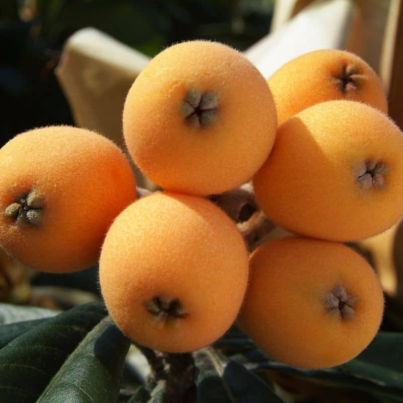 Nísperos De La Axarquía 2 Kg