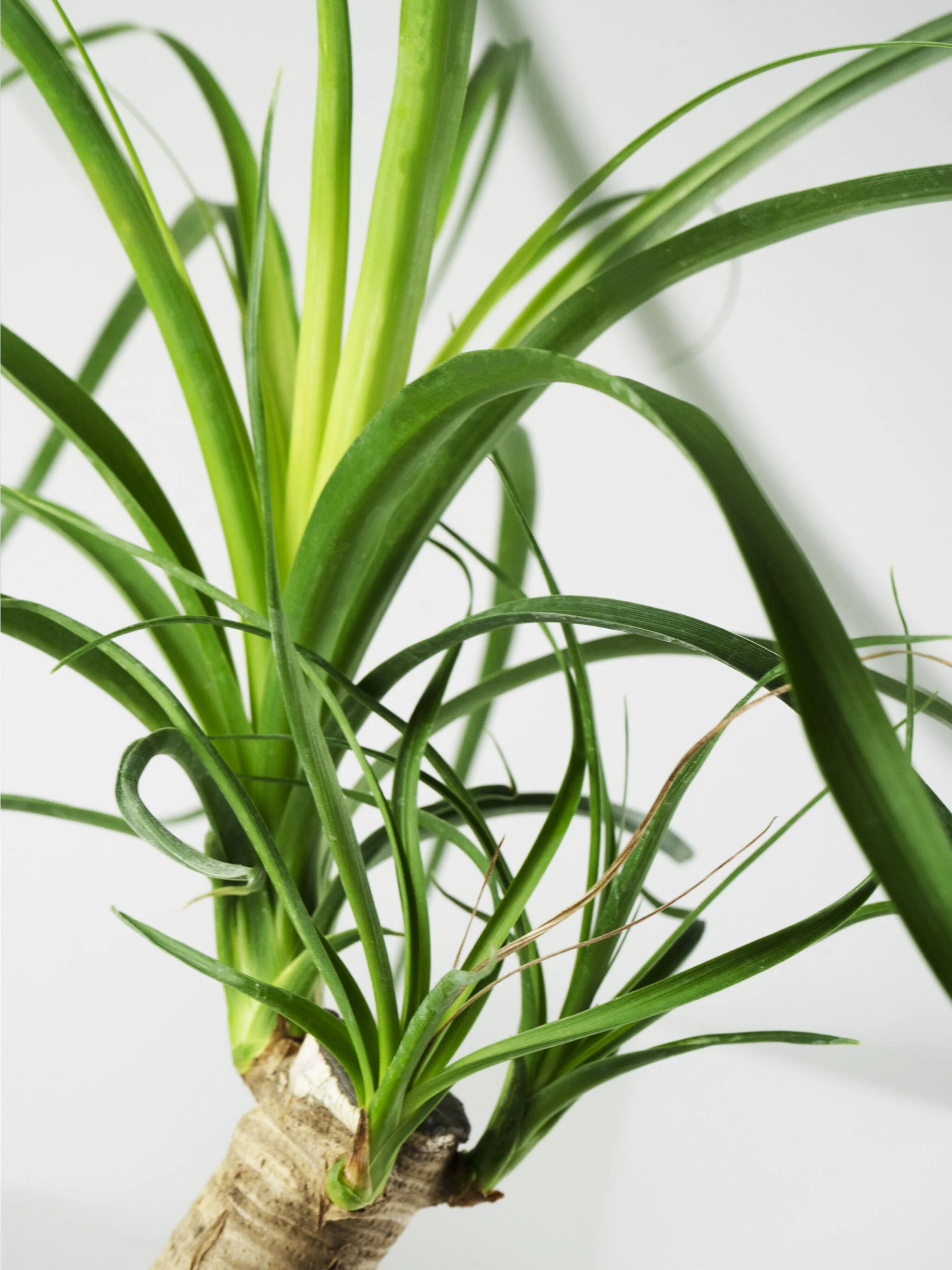 Nolina Beaucarnea | Altura 50cm - Maceta 17cm - Image 2