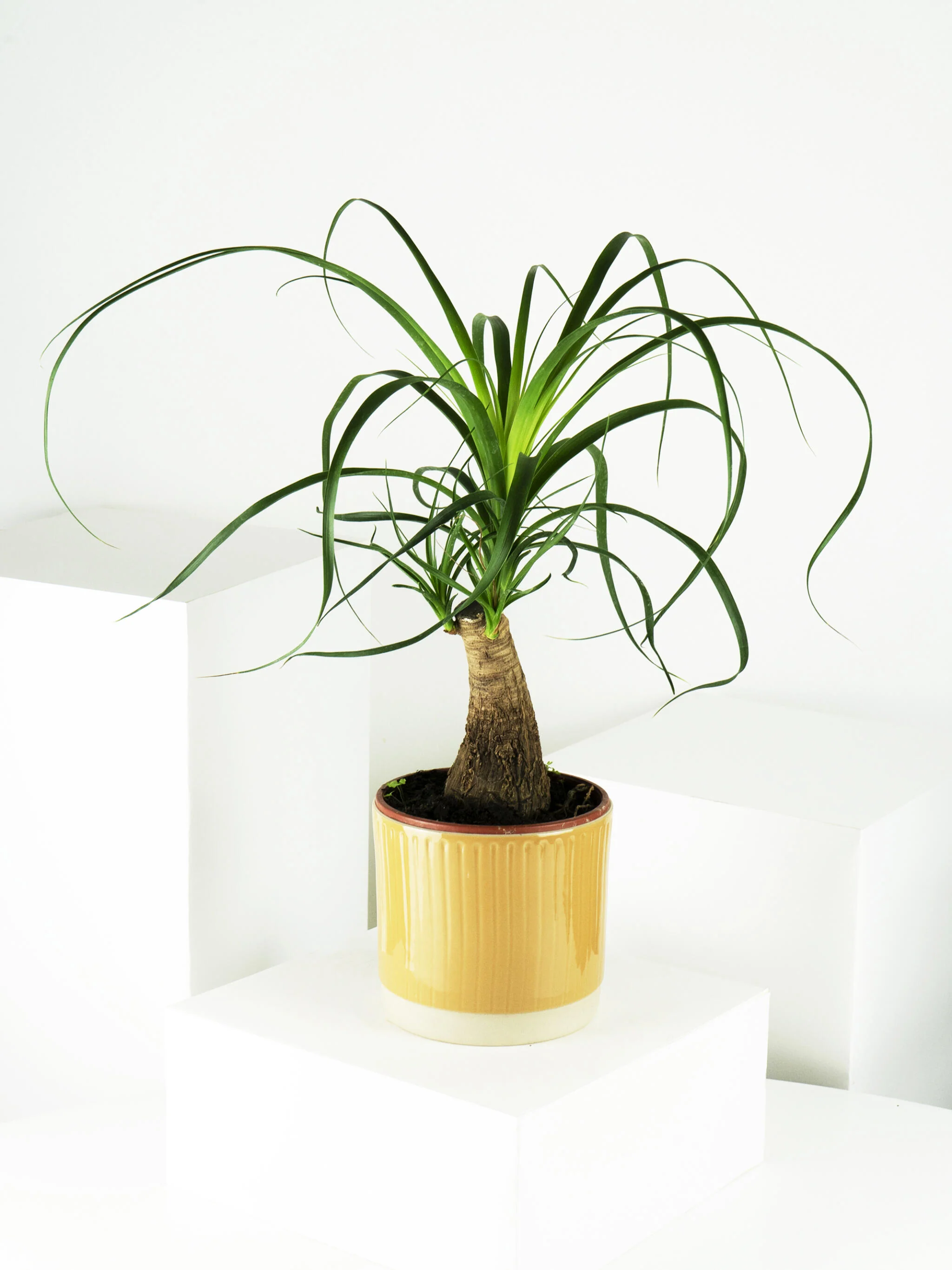Nolina Beaucarnea | Altura 50cm - Maceta 17cm - Image 4