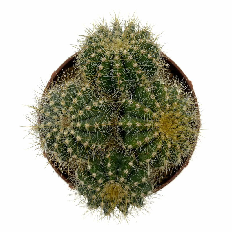 Notocactus Magnificus Cactus Y Suculentas M8,5 cm Ø - Image 2