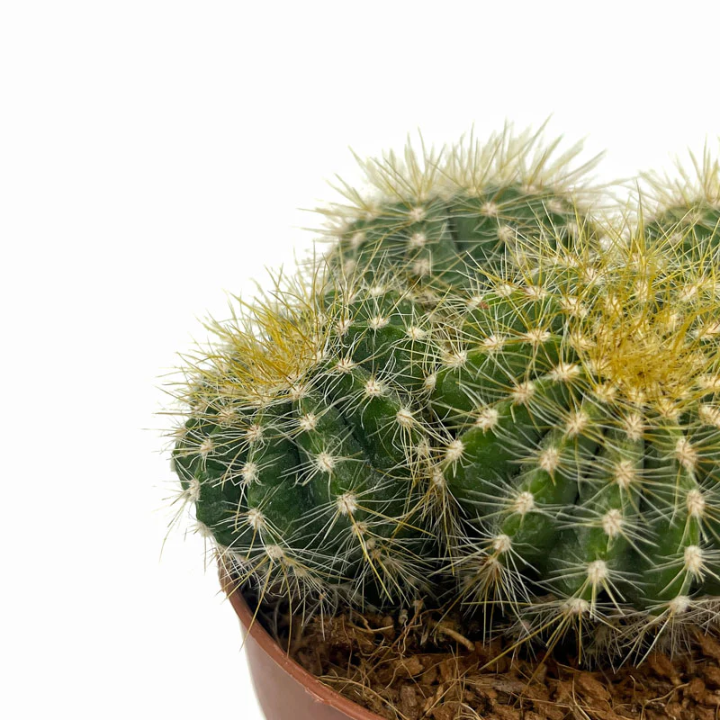 Notocactus Magnificus Cactus Y Suculentas M8,5 cm Ø - Image 3