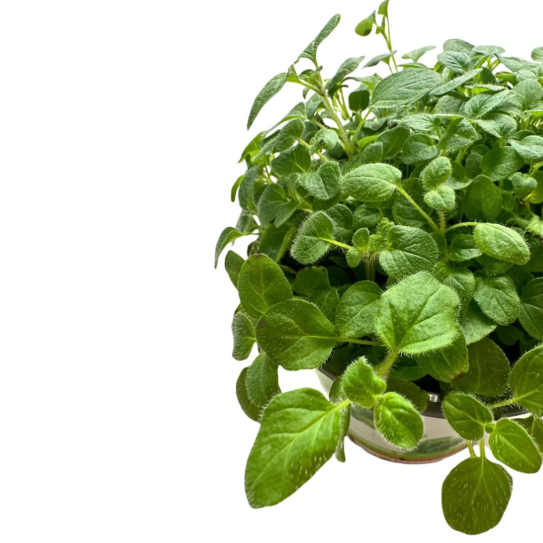Orégano Planta Aromática Y Medicinal (origanum Vulgare) - Image 2