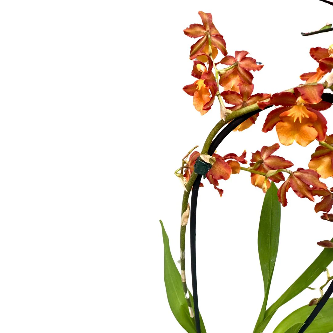 Orquídea Cambria Arco La Versión Más Exótica De Esta Preciosa Flor - Image 2