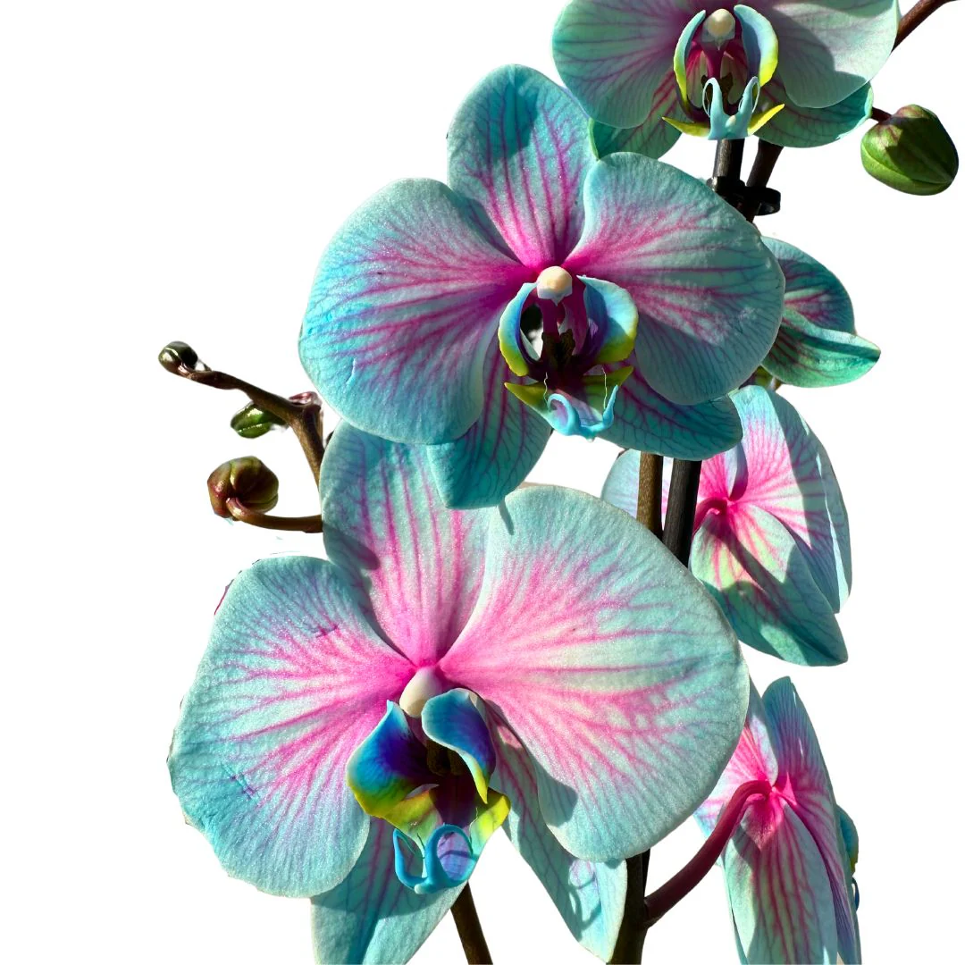 Orquídea Wonder Of Nature 2 Varas Una Maravilla Para La Decoración De Interior - Image 2