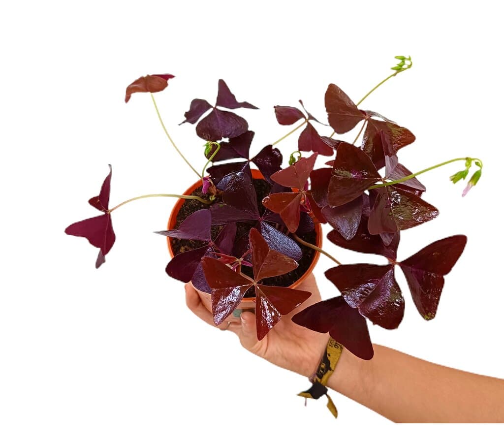 Oxalis Triangularis M12 - Image 2