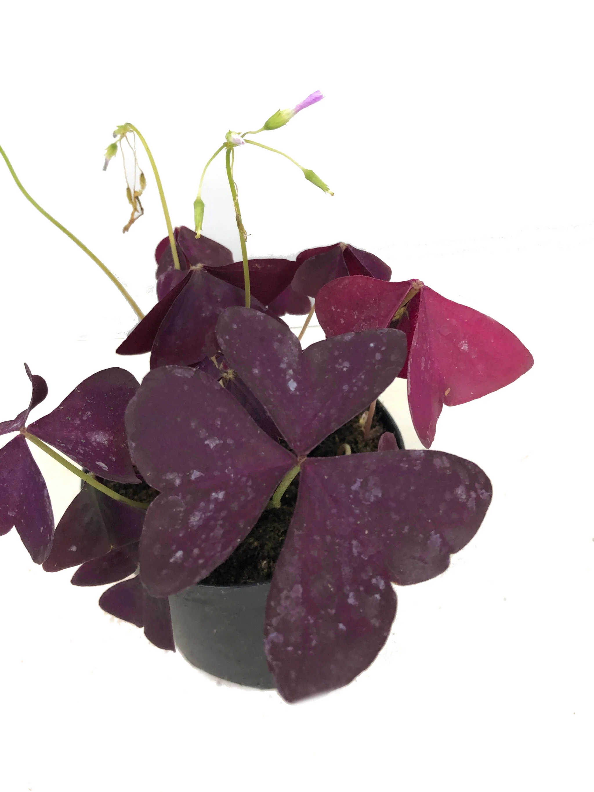 Oxalis Triangularis M12 - Image 3