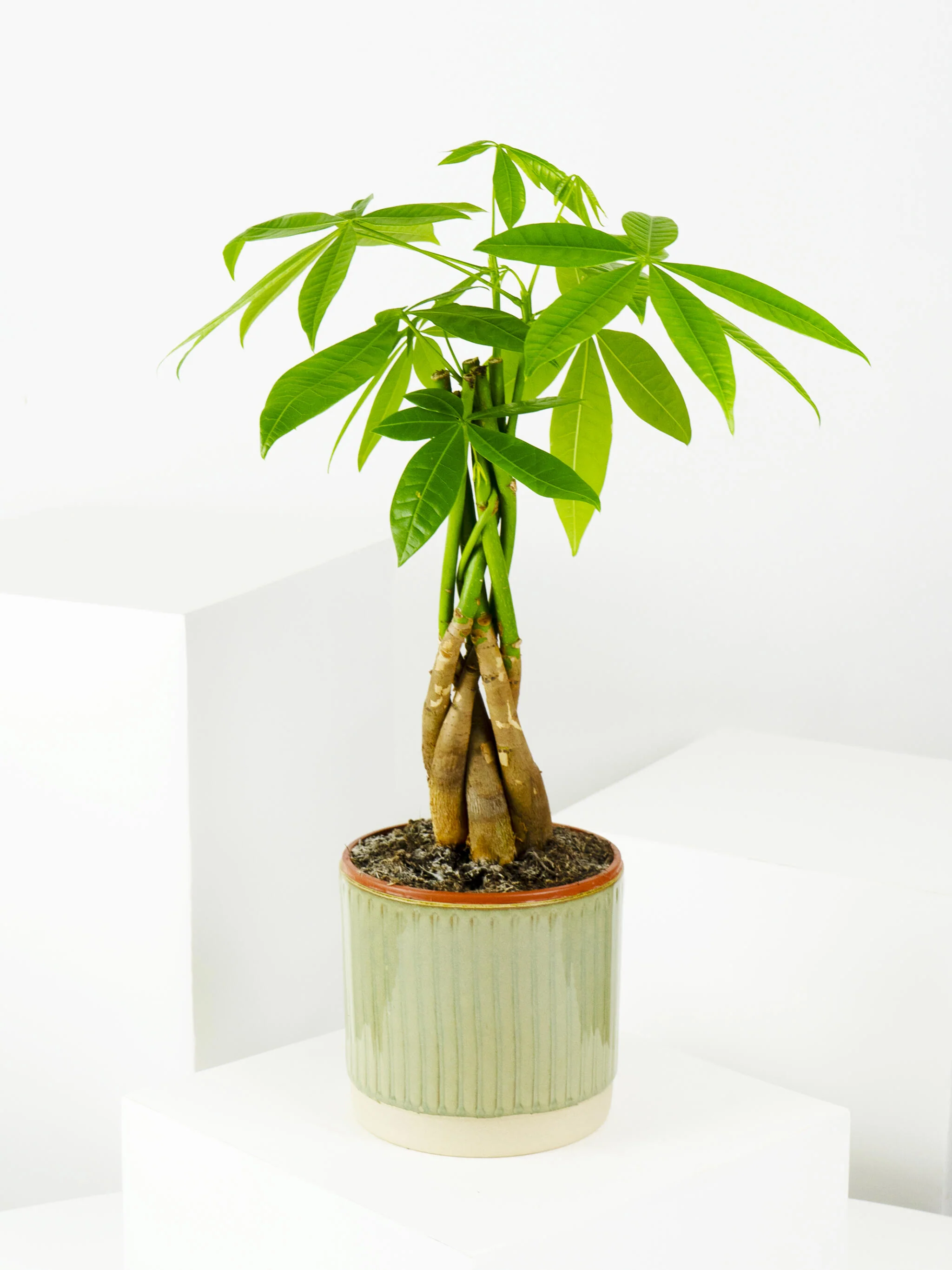 Pachira Aquatica | Altura 50cm - Maceta 12cm - Image 3