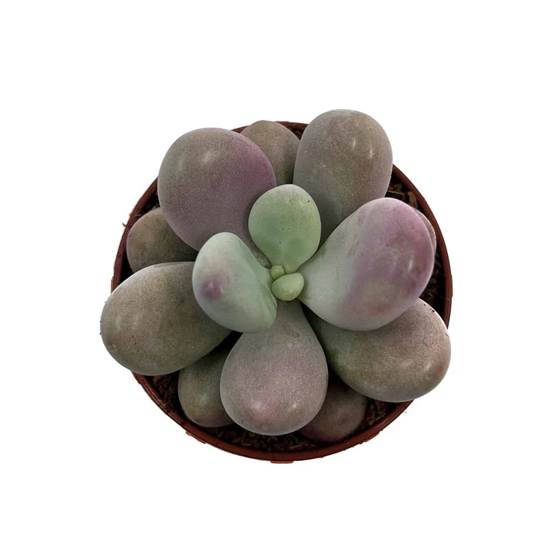 Pachyphytum Oviferum Cactus Y Suculentas M5,5 cm Ø - Image 2