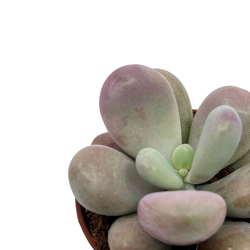 Pachyphytum Oviferum Cactus Y Suculentas M5,5 cm Ø - Image 3