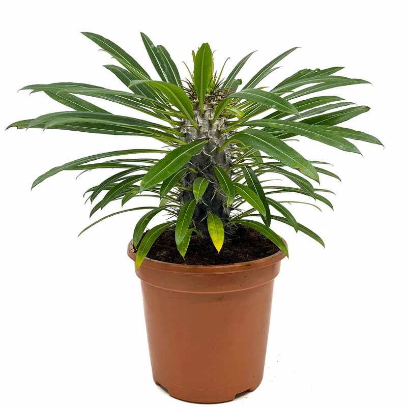 Pachypodium Lamerei Cactus Y Suculentas M13 cm Ø