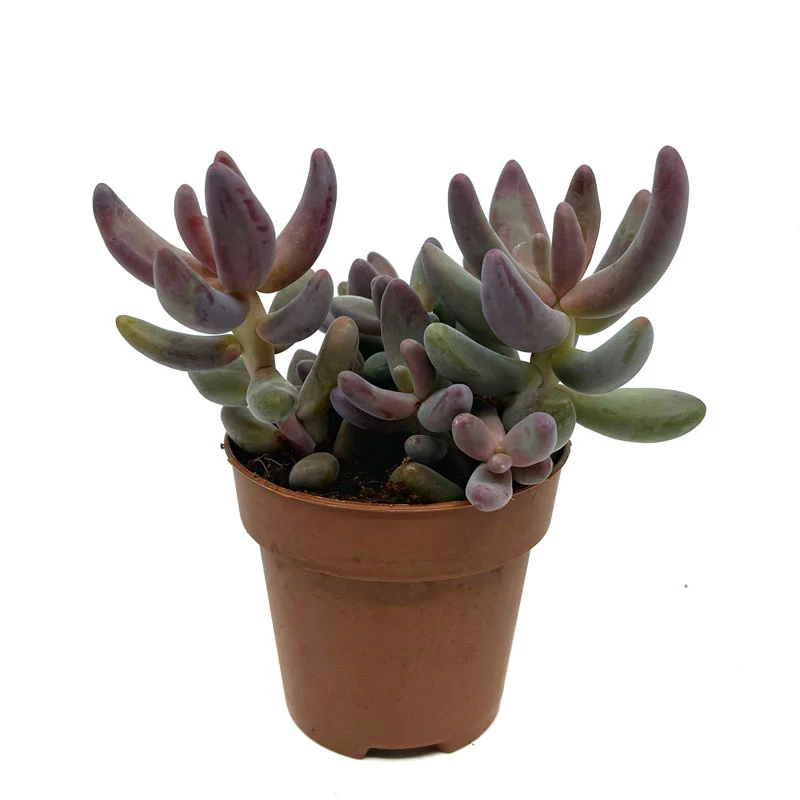 Pachysedum Ganzhou Cactus Y Suculentas M8,5 cm Ø