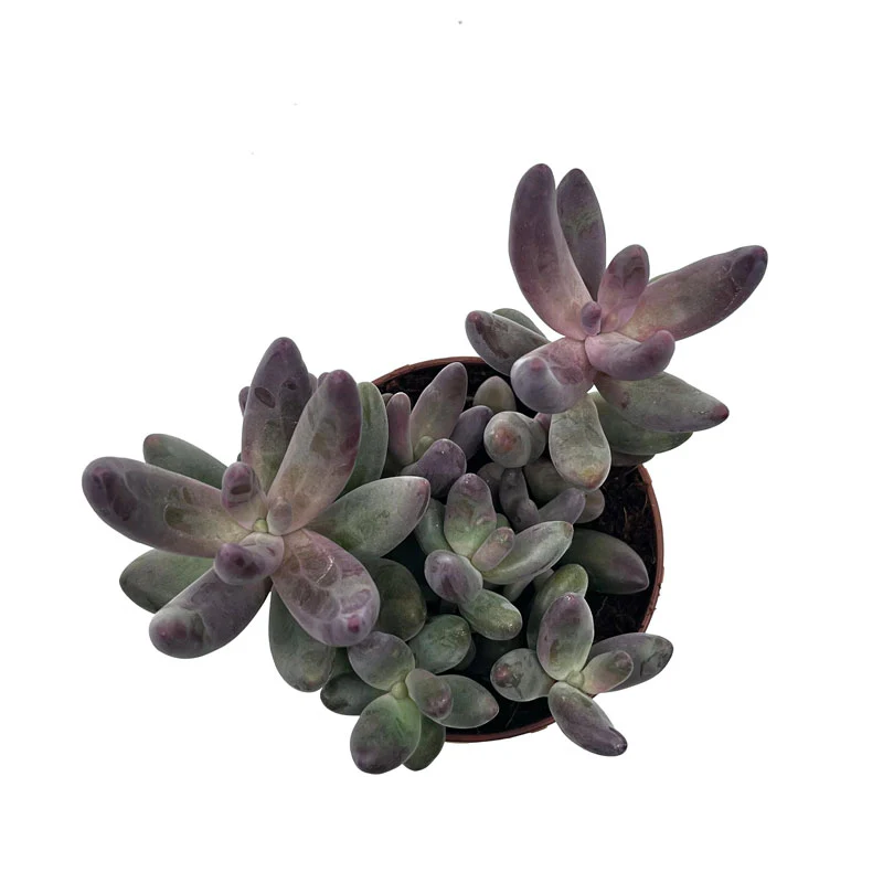 Pachysedum Ganzhou Cactus Y Suculentas M8,5 cm Ø - Image 2