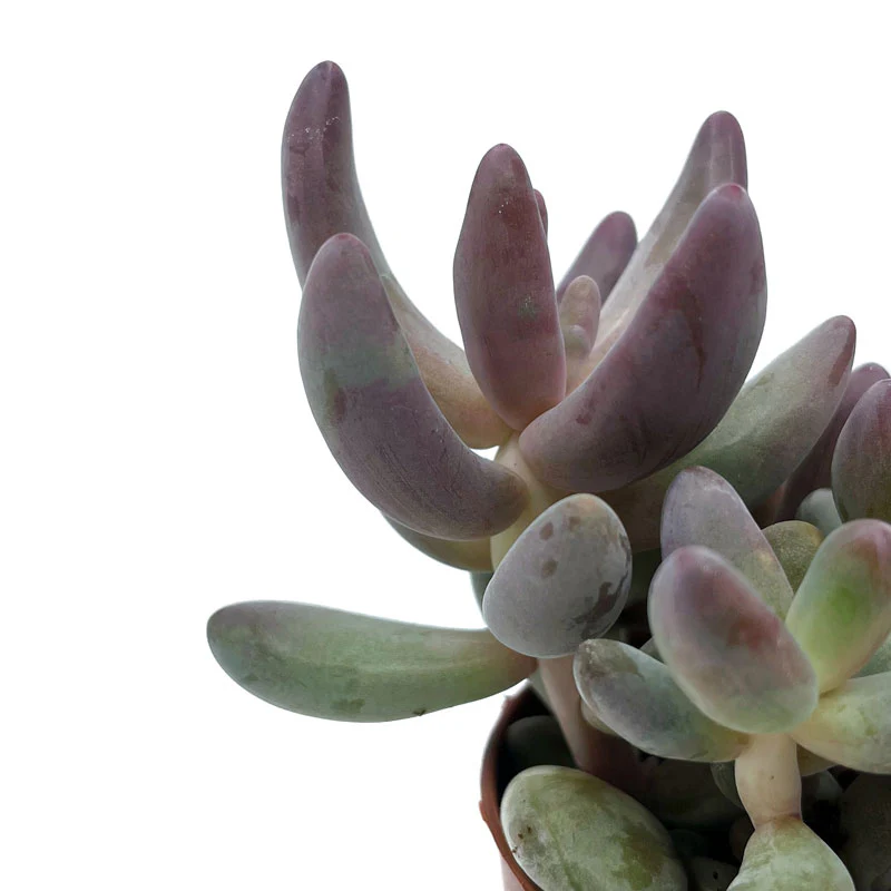 Pachysedum Ganzhou Cactus Y Suculentas M8,5 cm Ø - Image 3