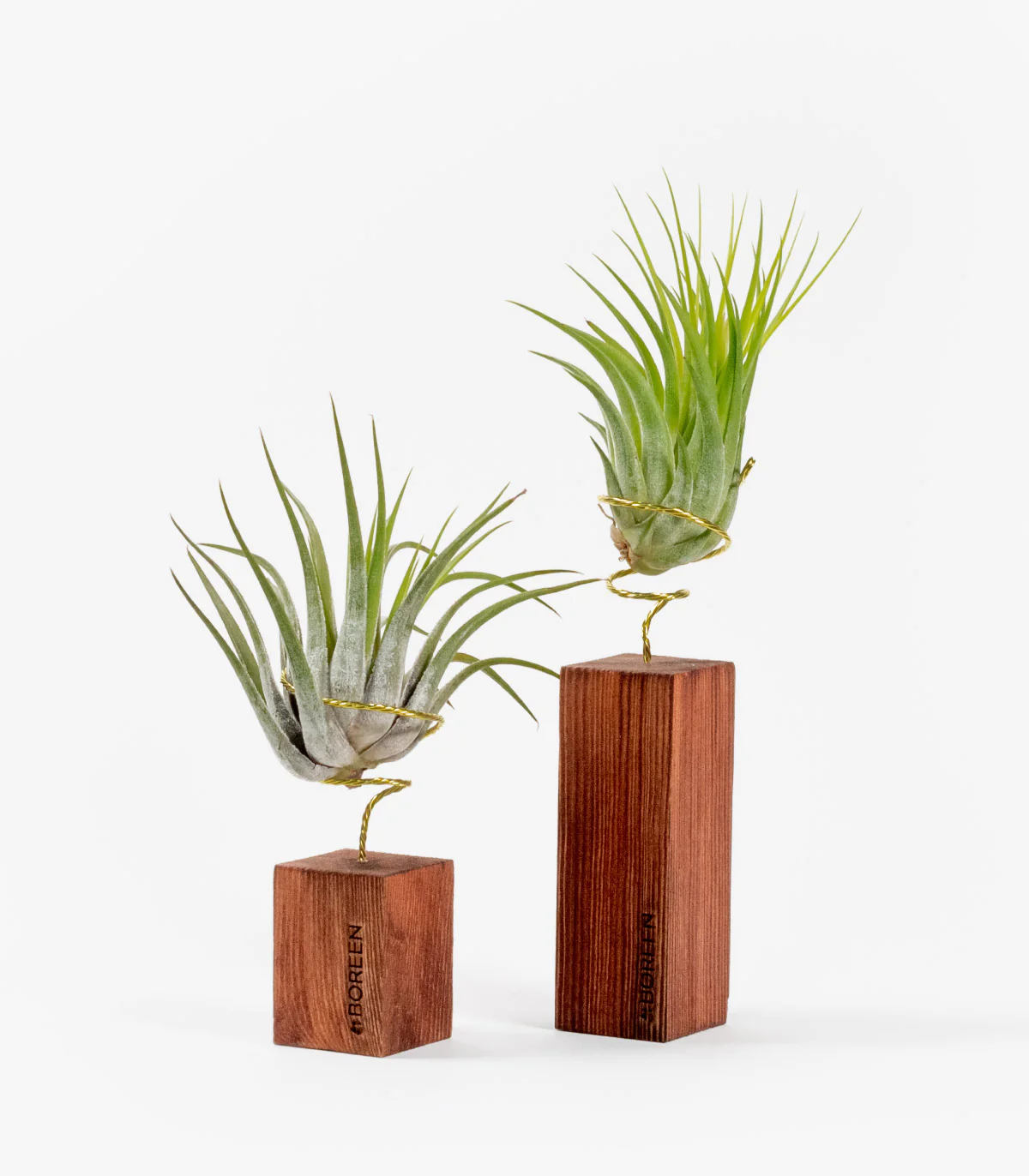 Pack: Dos Plantas De Aire Tillandsia Rubra Con Listón De Madera 5 Y 10cm