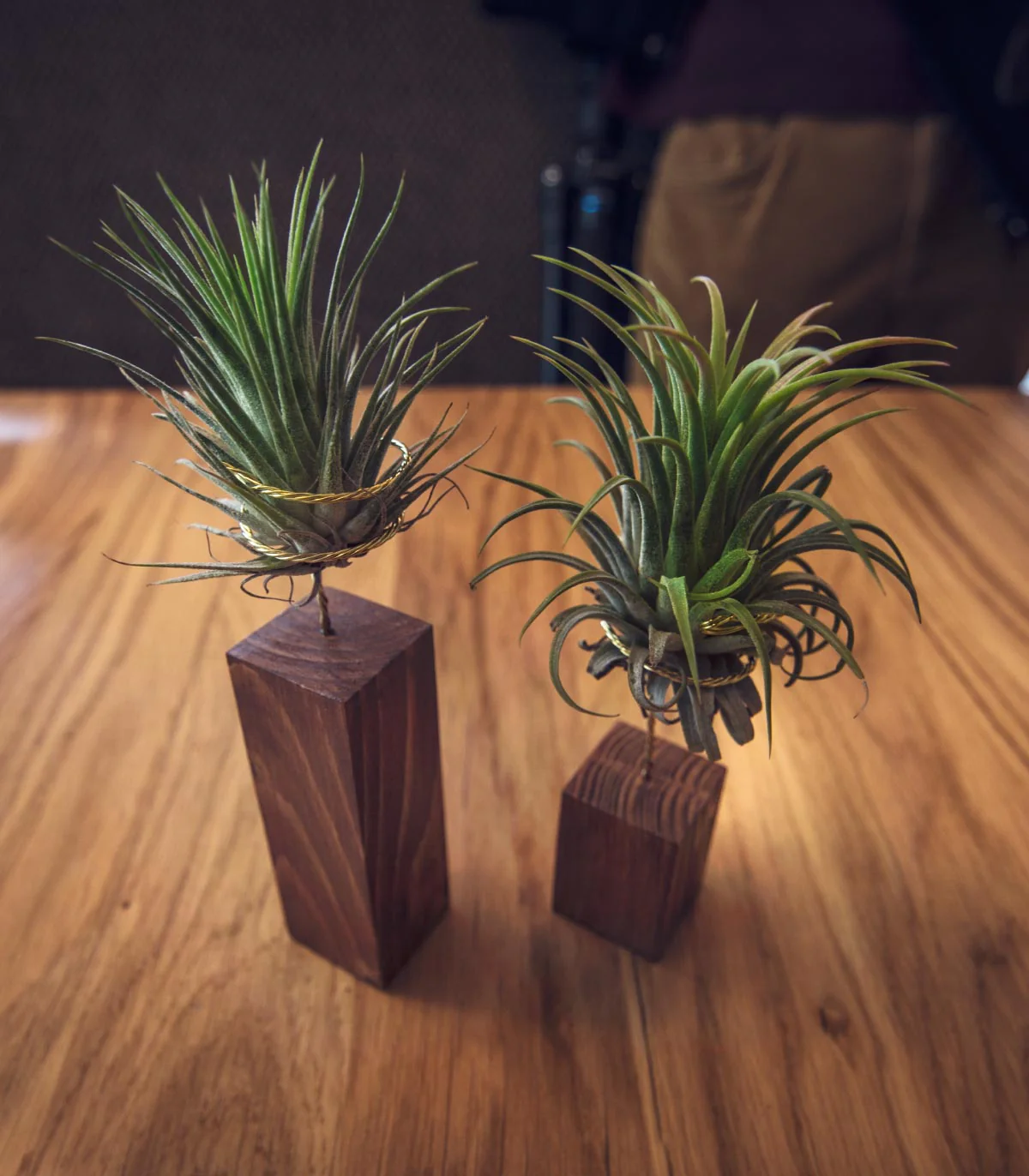Pack: Dos Plantas De Aire Tillandsia Rubra Con Listón De Madera 5 Y 10cm - Image 2