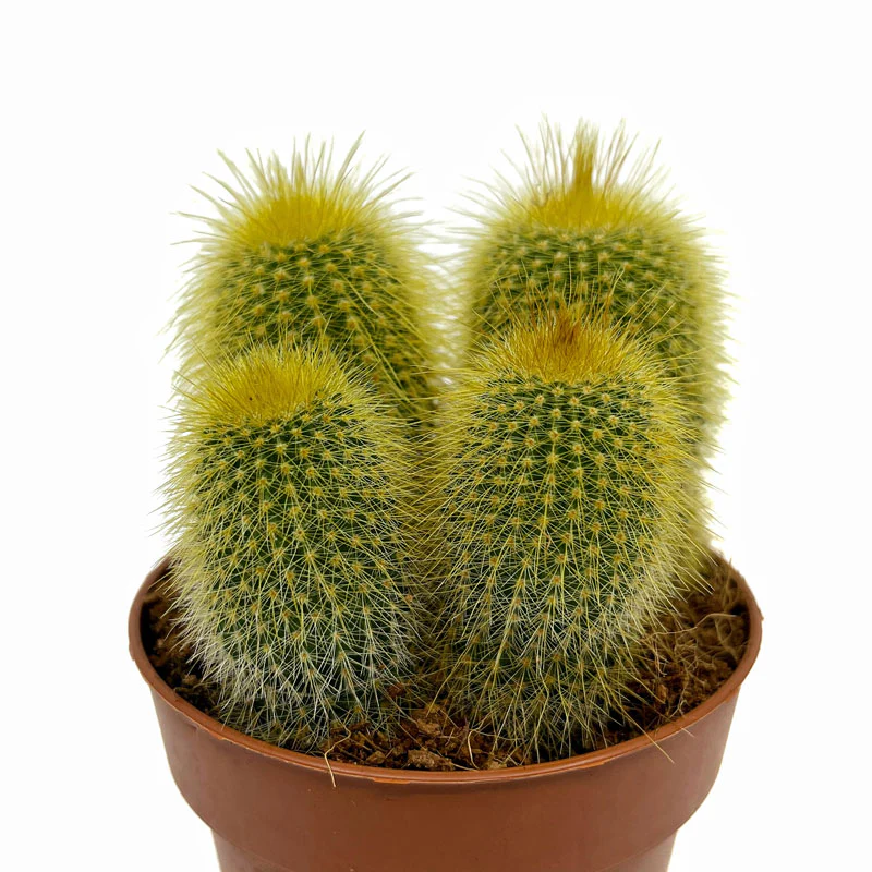 Parodia Leninghausii Cactus Y Suculentas M8,5 cm Ø