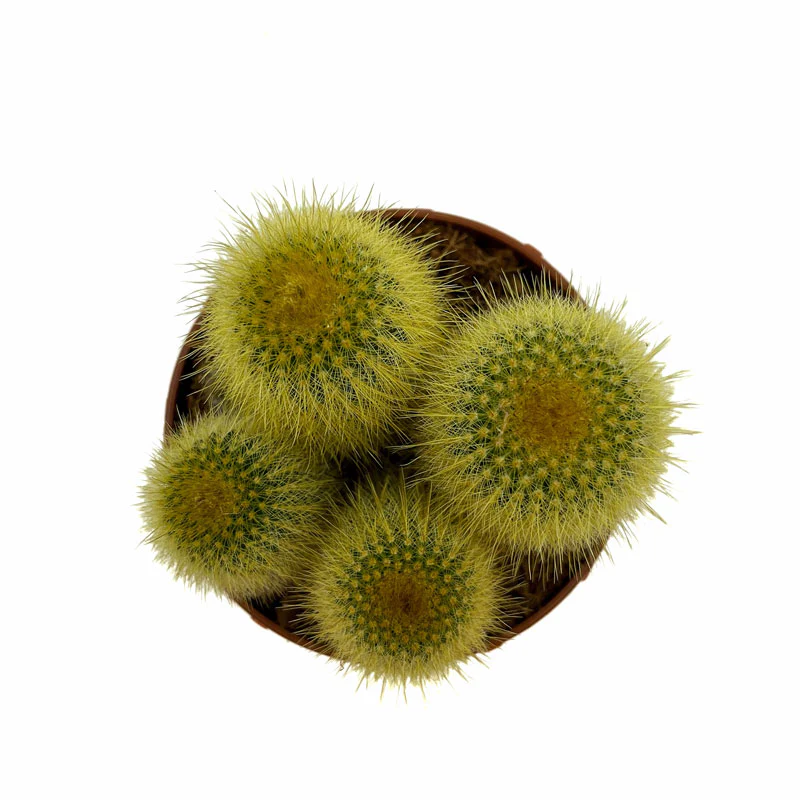 Parodia Leninghausii Cactus Y Suculentas M8,5 cm Ø - Image 2