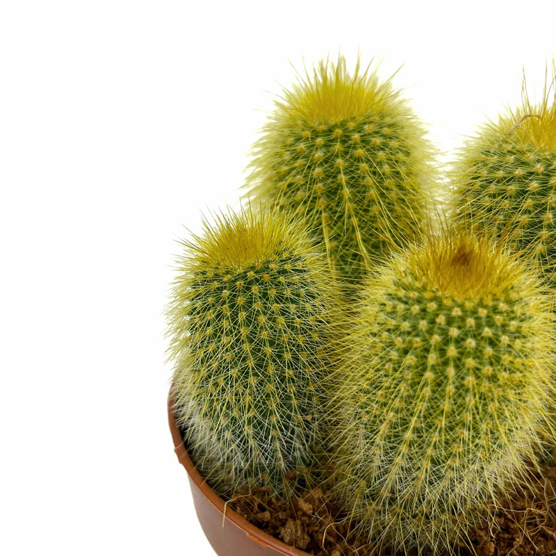 Parodia Leninghausii Cactus Y Suculentas M8,5 cm Ø - Image 3