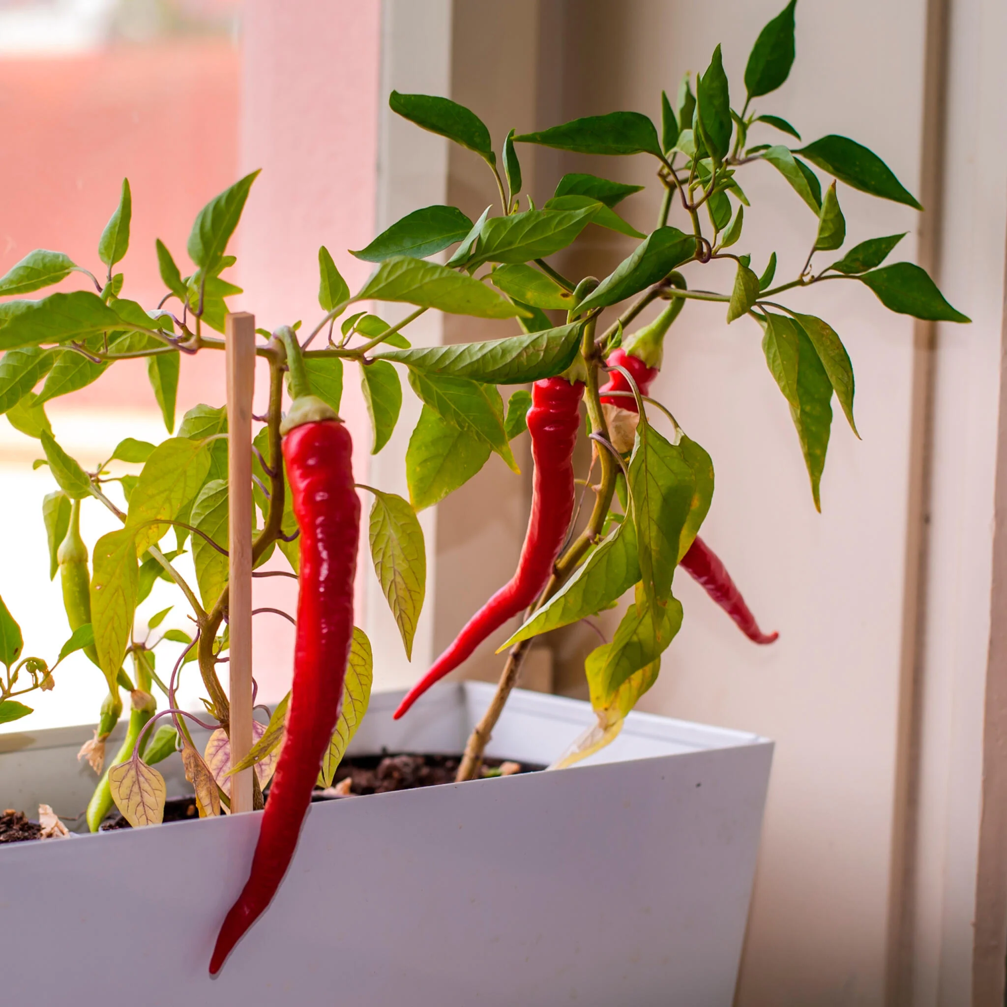 ¡Peligro! Kit Cultivo Pimientos Picantes con 5 Niveles, del Jalapeño al Red Caribbean | Regalo Original Resetea - Image 5