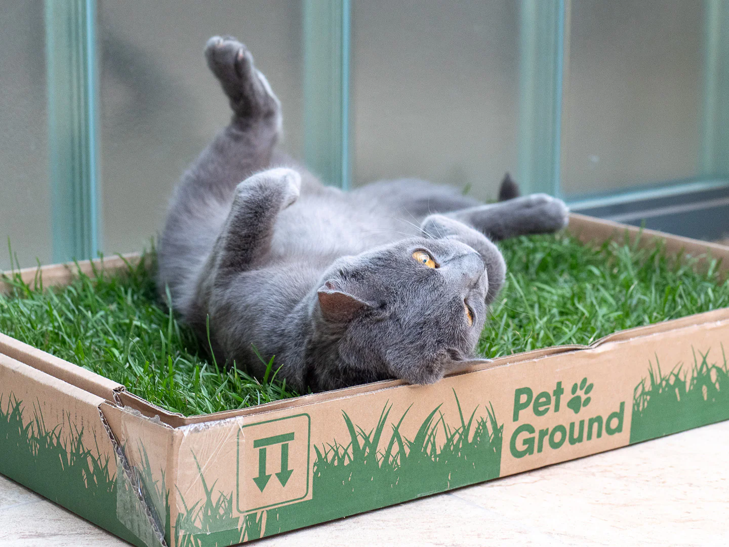 Petground, Arenero Para Gatos, Cama De Césped Natural, Hierba Gatera, Alfombra Olfativa S: 62 X 40 Cm - Image 4