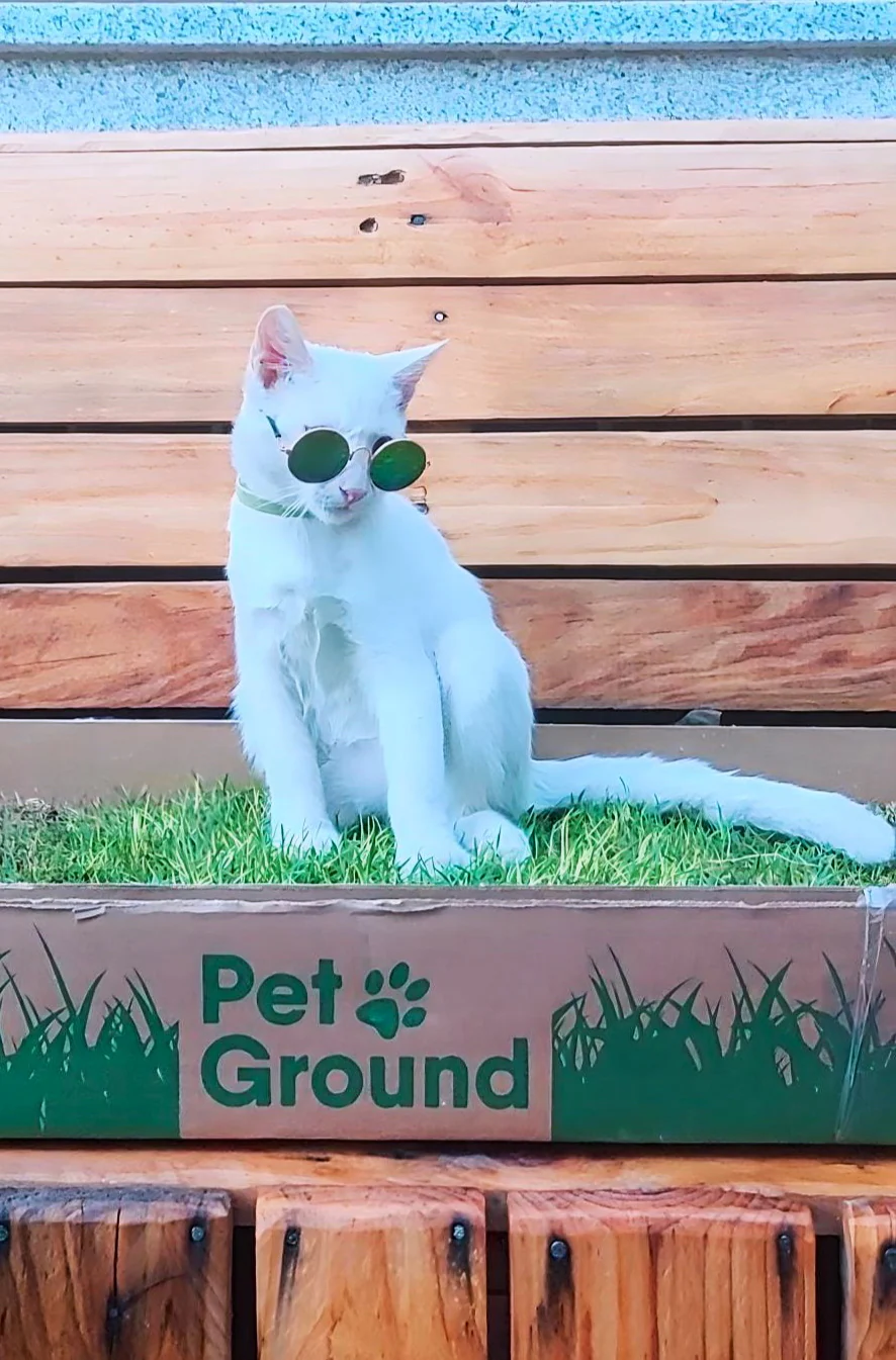 Petground, Arenero Para Gatos, Cama De Césped Natural, Hierba Gatera, Alfombra Olfativa S: 62 X 40 Cm - Image 5