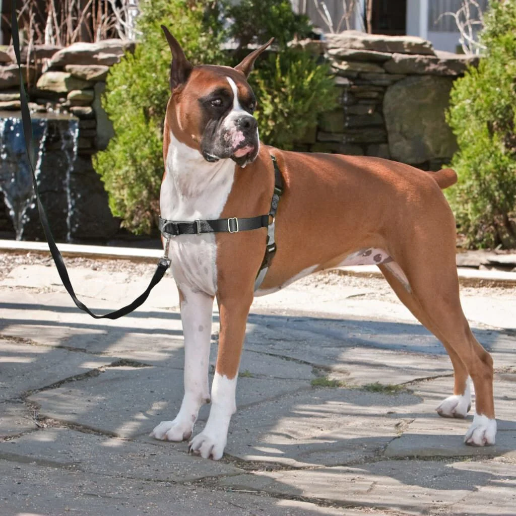 Petsafe Arnés Para Perros Easy Walk Negro L - Image 2