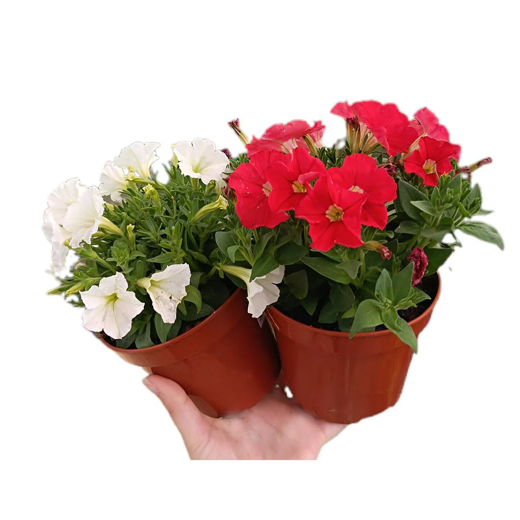 Petunia Mini M13