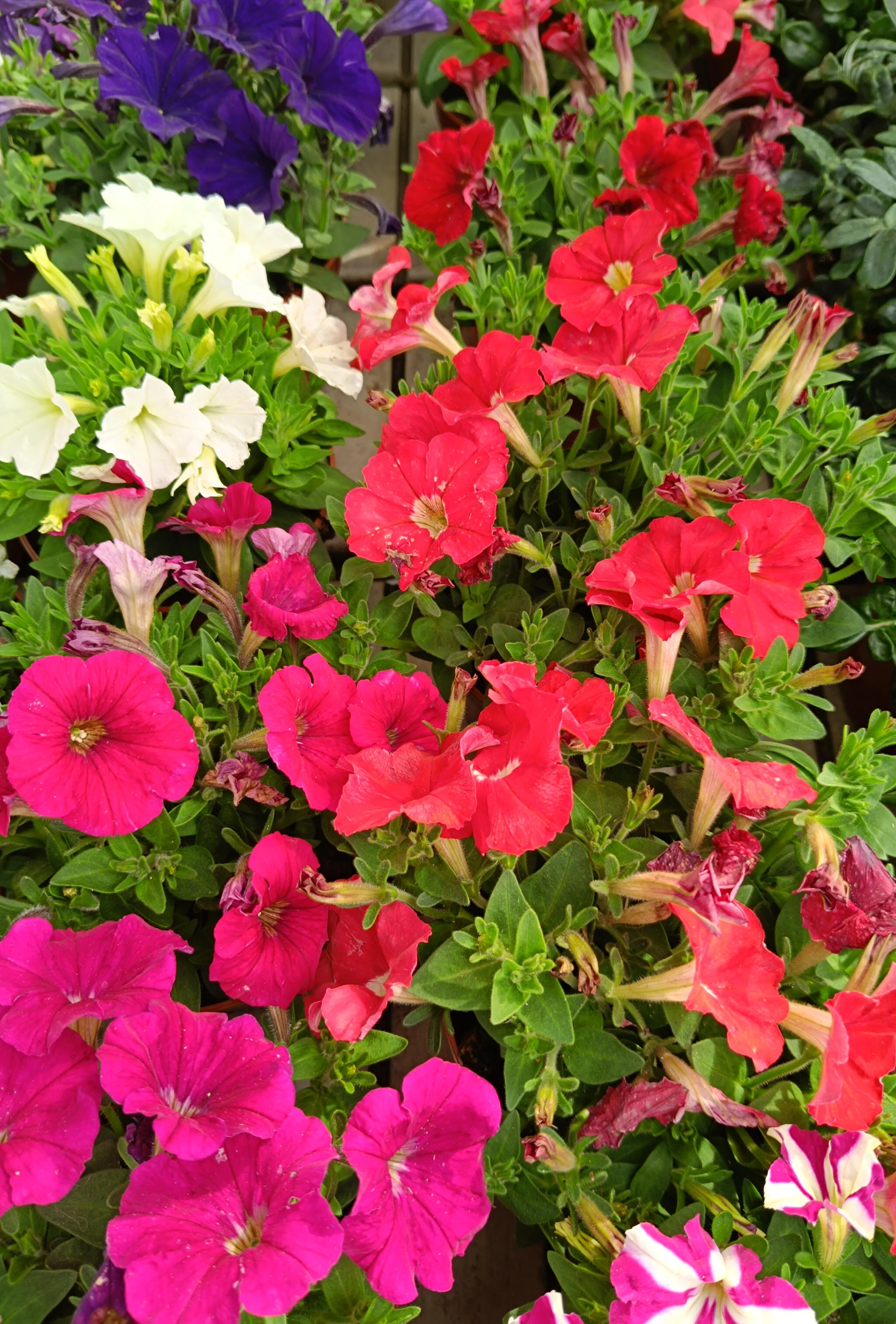 Petunia Mini M13 - Image 2