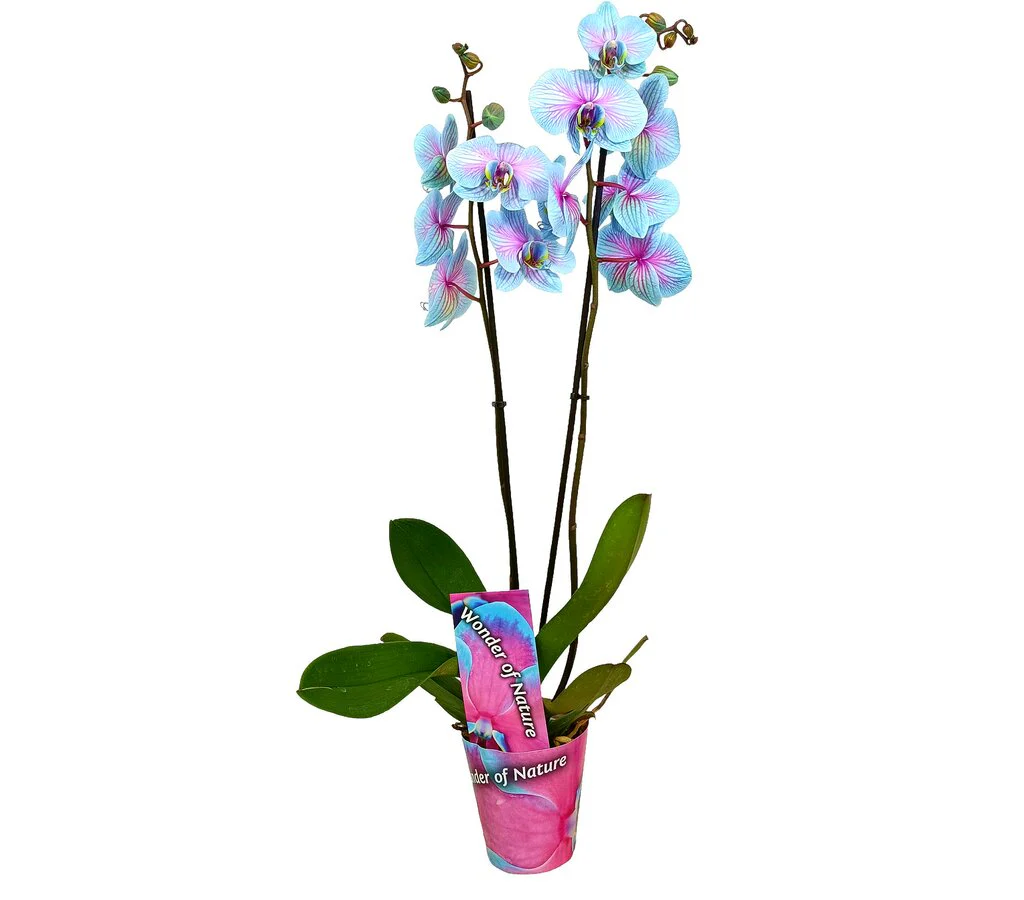 Phalaenopsis Wonder Nature M12 70cm