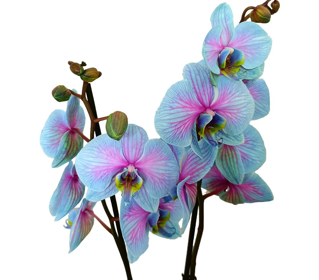 Phalaenopsis Wonder Nature M12 70cm - Image 2