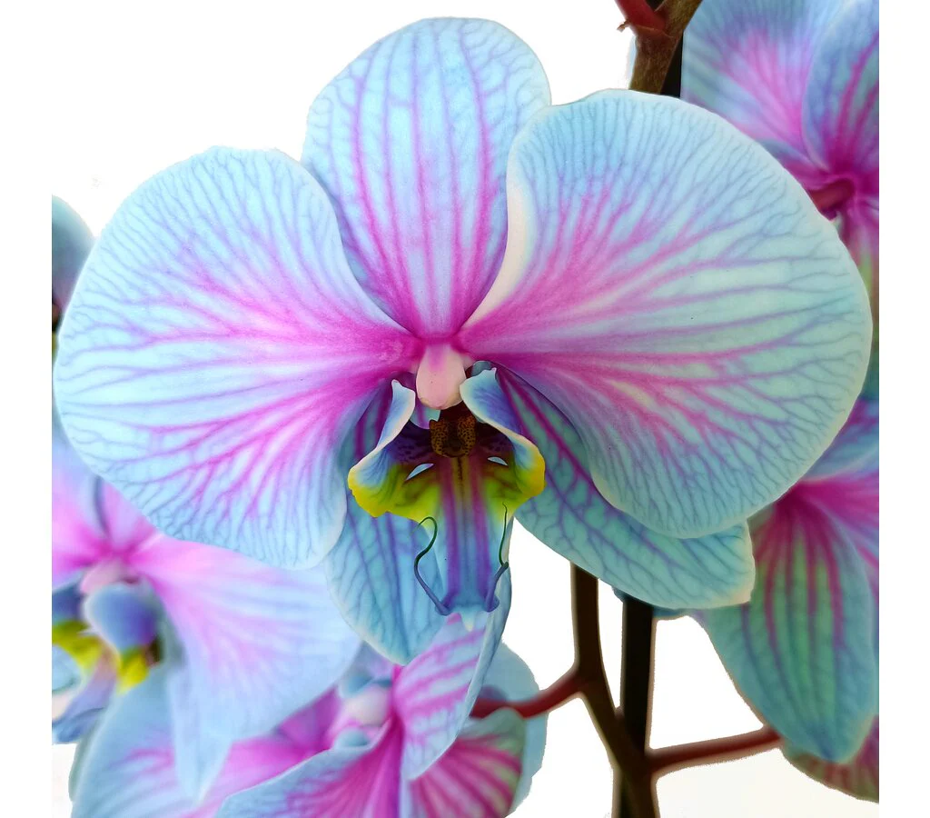 Phalaenopsis Wonder Nature M12 70cm - Image 3