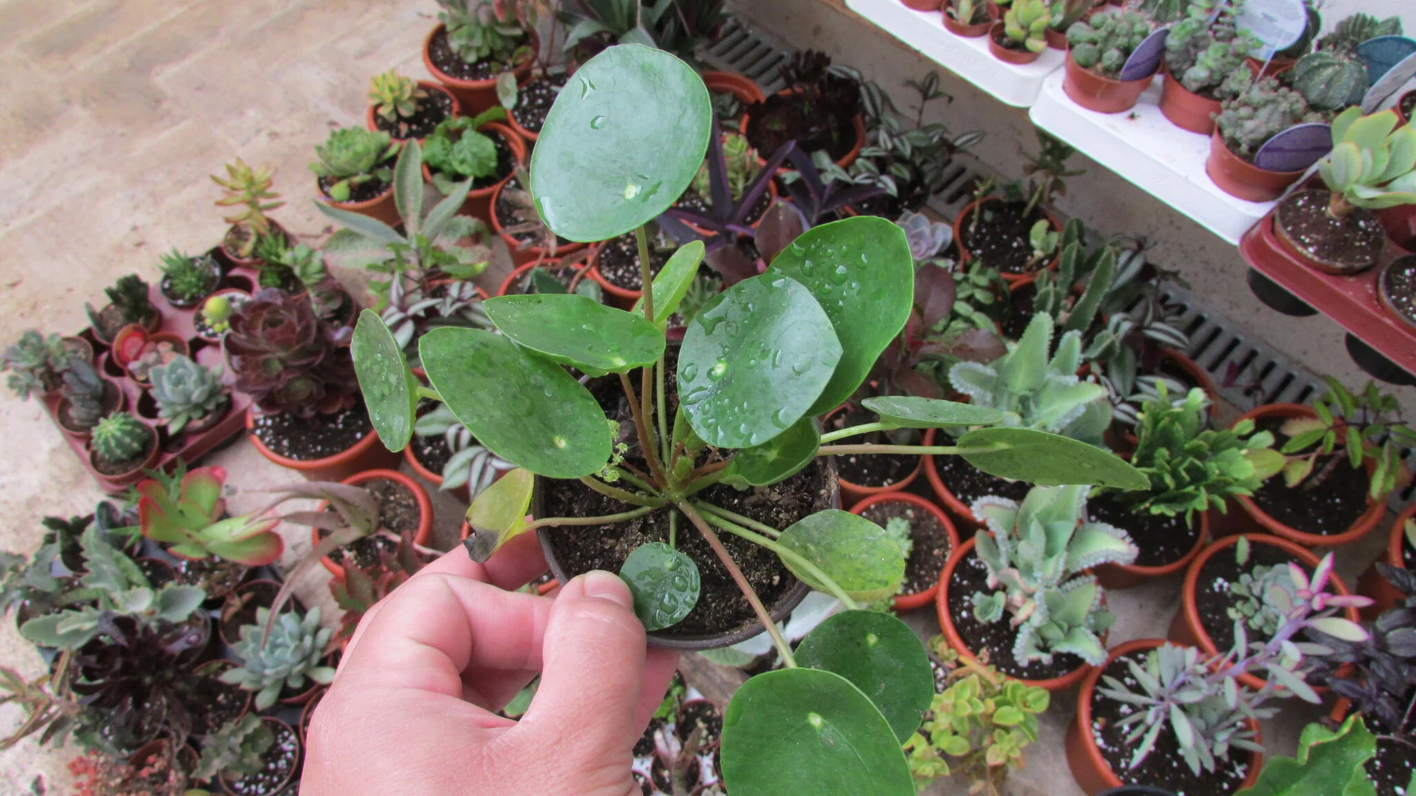 Pilea Peperomia Planta China Suerte Ø5 Cm Mini - Image 2