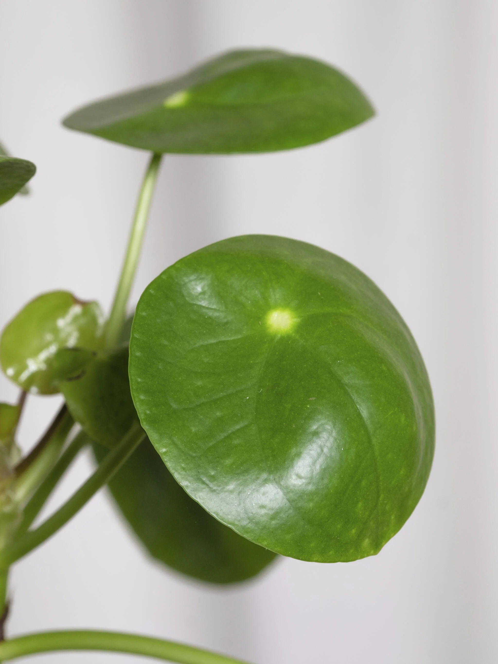 Pilea Peperomioides | Altura 25cm - Maceta 12cm - Image 2