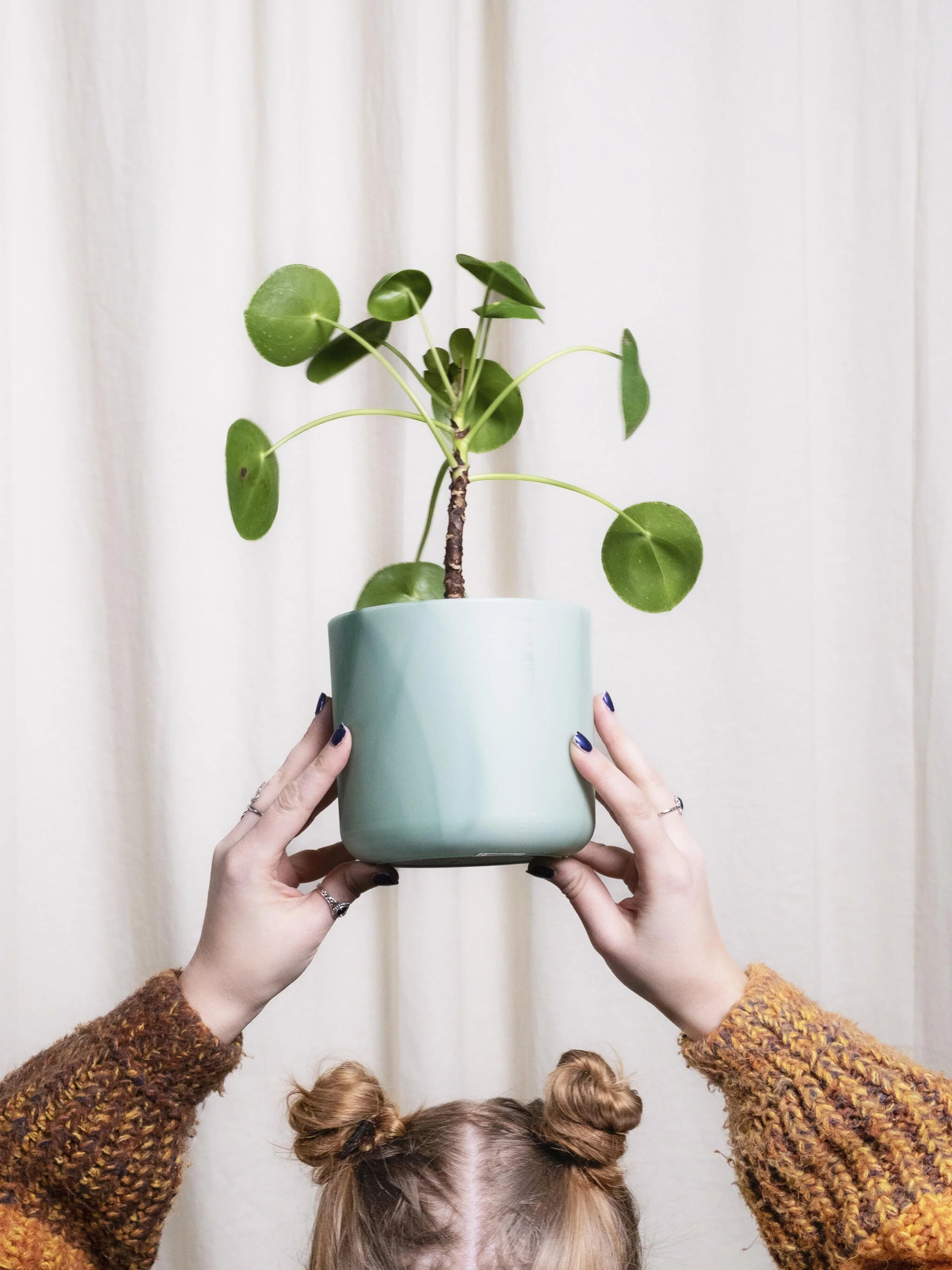 Pilea Peperomioides | Altura 25cm - Maceta 12cm - Image 3