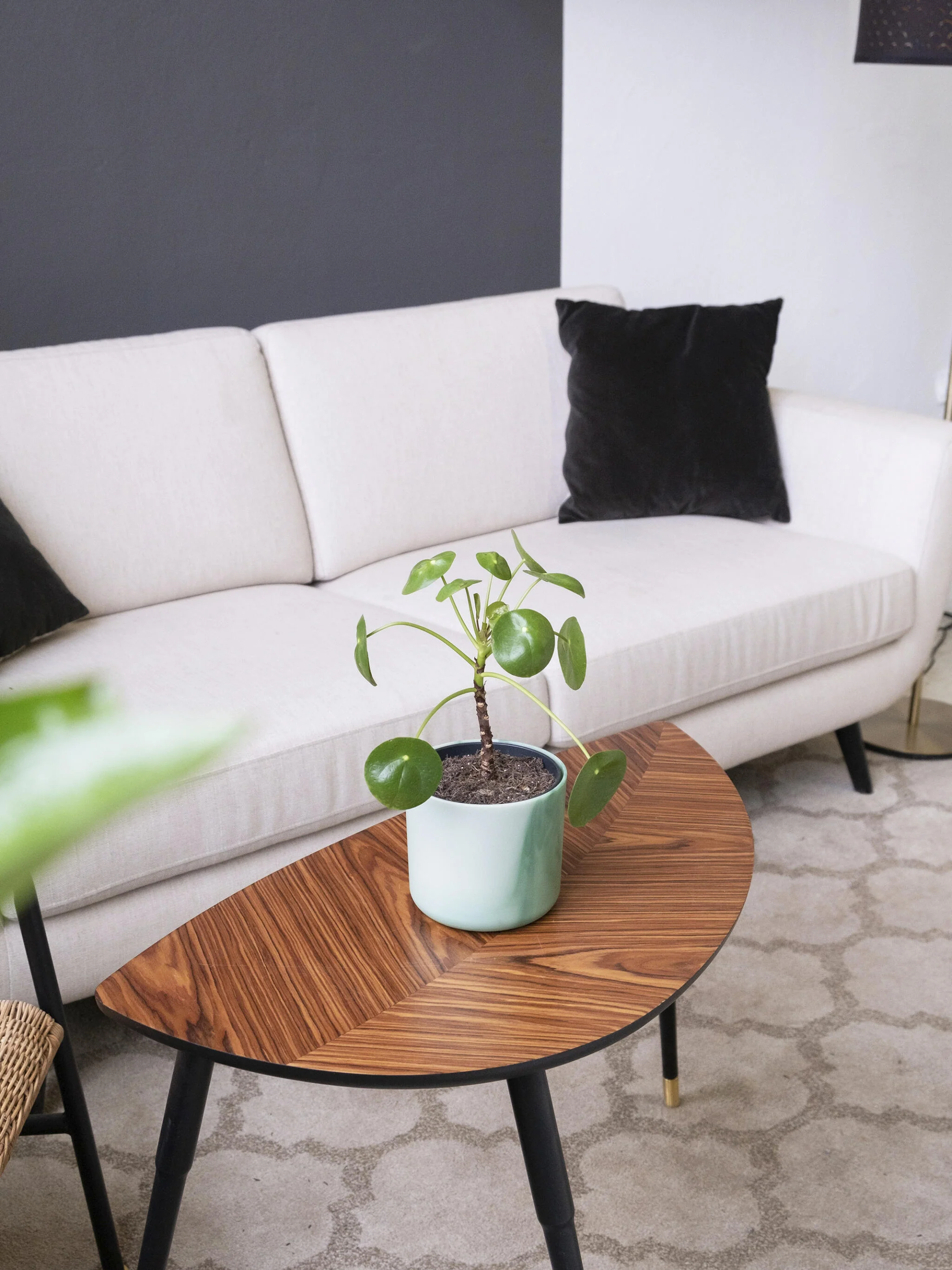 Pilea Peperomioides | Altura 25cm - Maceta 12cm - Image 4