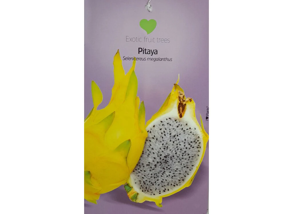 Pitaya Blanca M23 60-80cm - Image 2