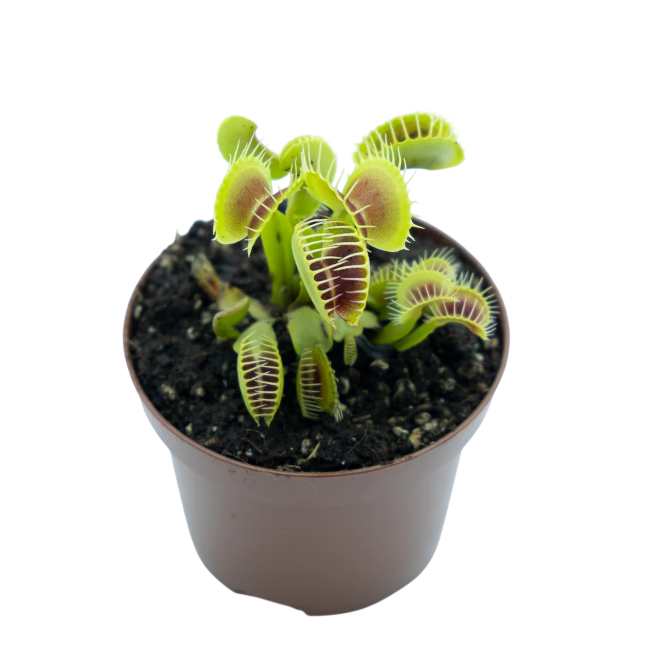 Miniatura 1