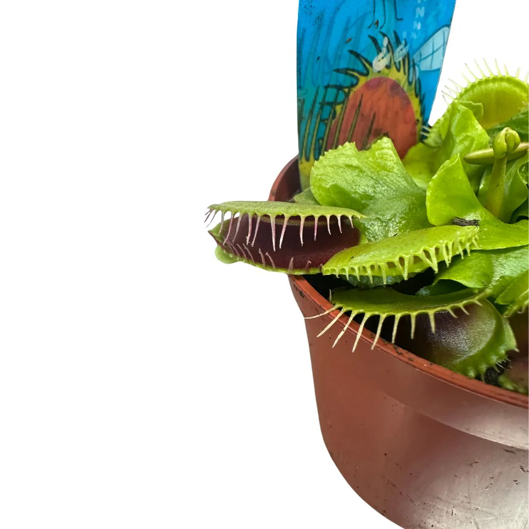 Planta Carnívora Dionaea - Image 2