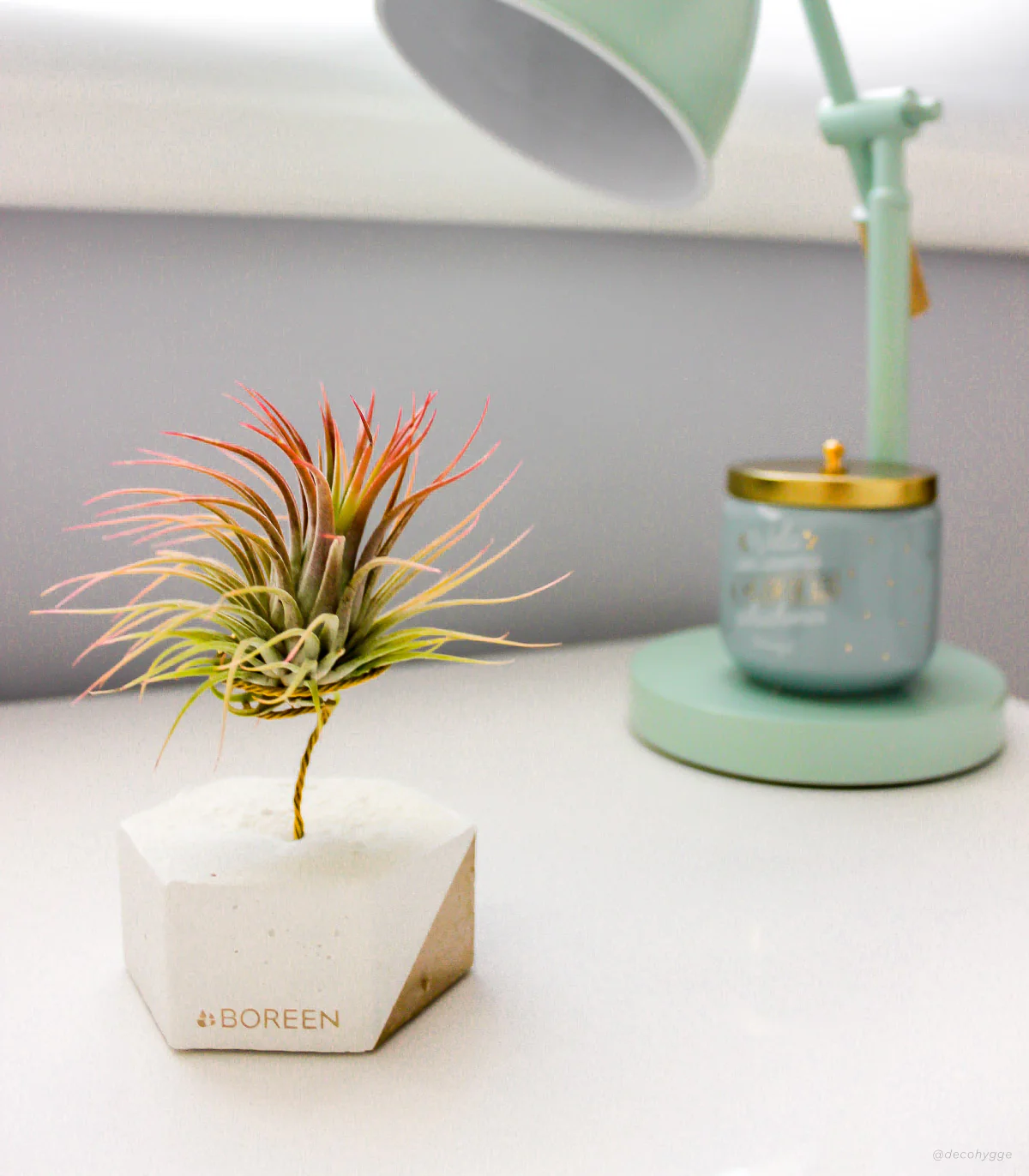 Planta De Aire Tillandsia Ionantha Con Hexágono De Cemento Y Esquina Dorada - Image 2