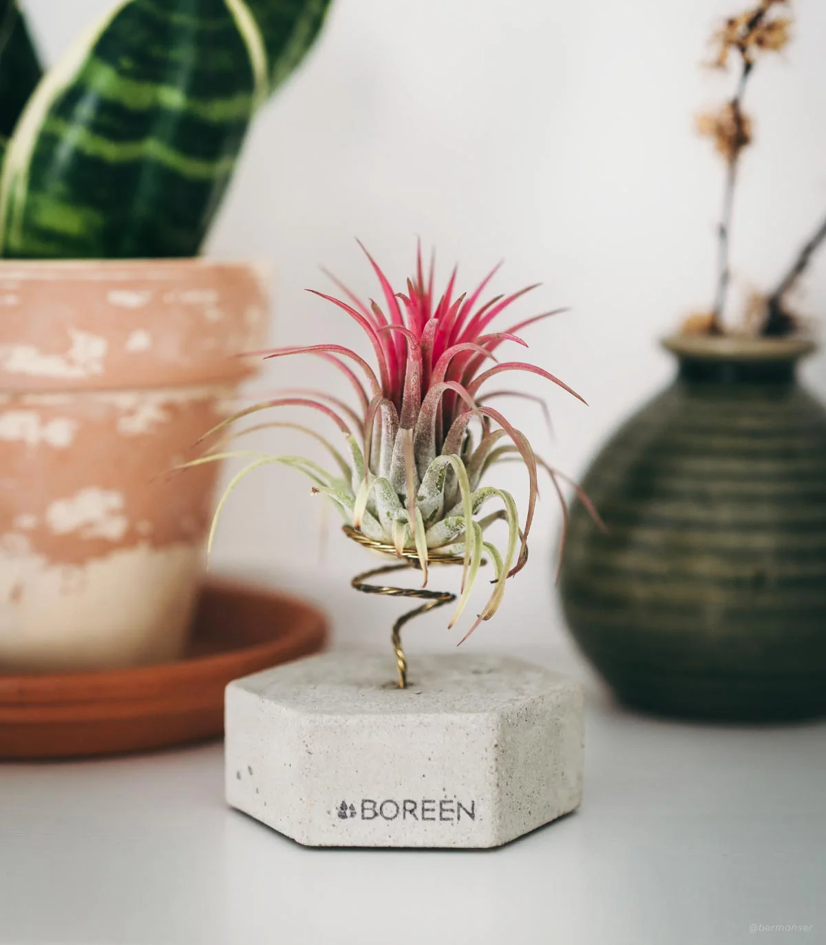 Planta De Aire Tillandsia Ionantha Con Hexágono De Hormigón - Image 2